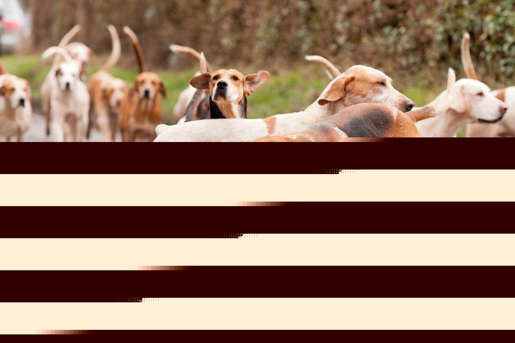 Hunting Act amendment bill published in full
