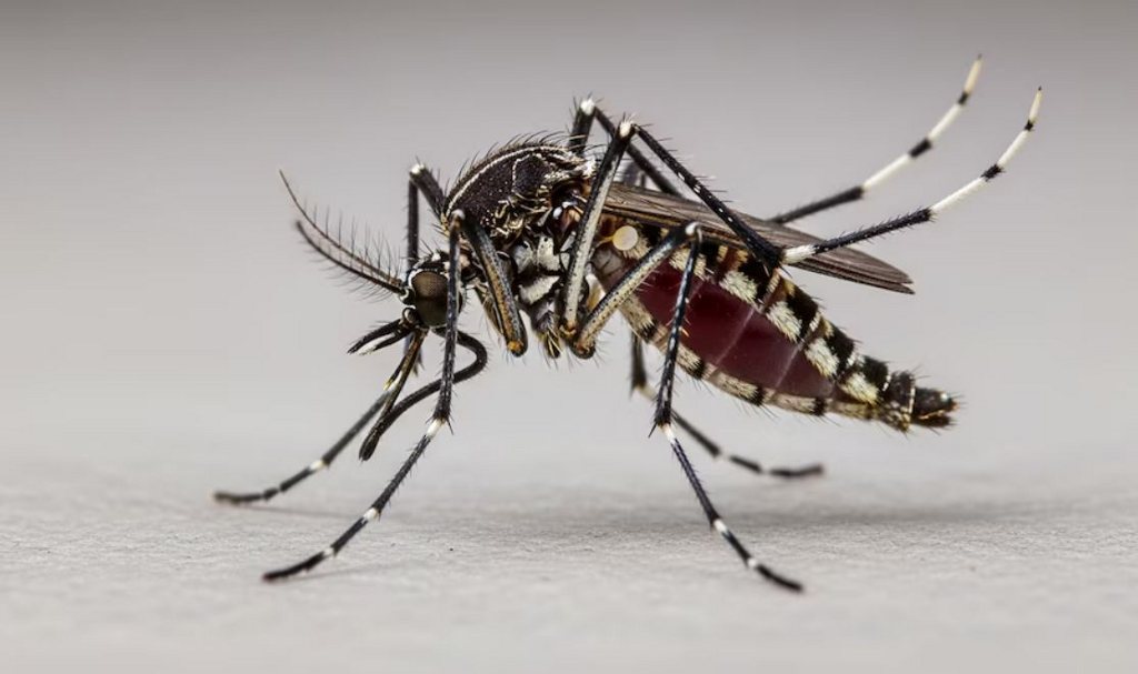 Chikungunya is circulating again in Costa Rica