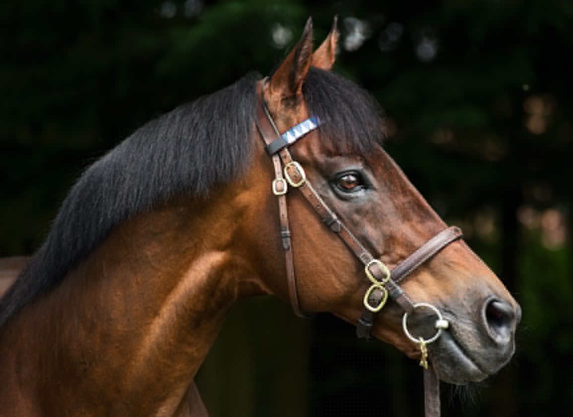 Rebel’s Romance’s Brother Fortitudine Lights Up Kempton