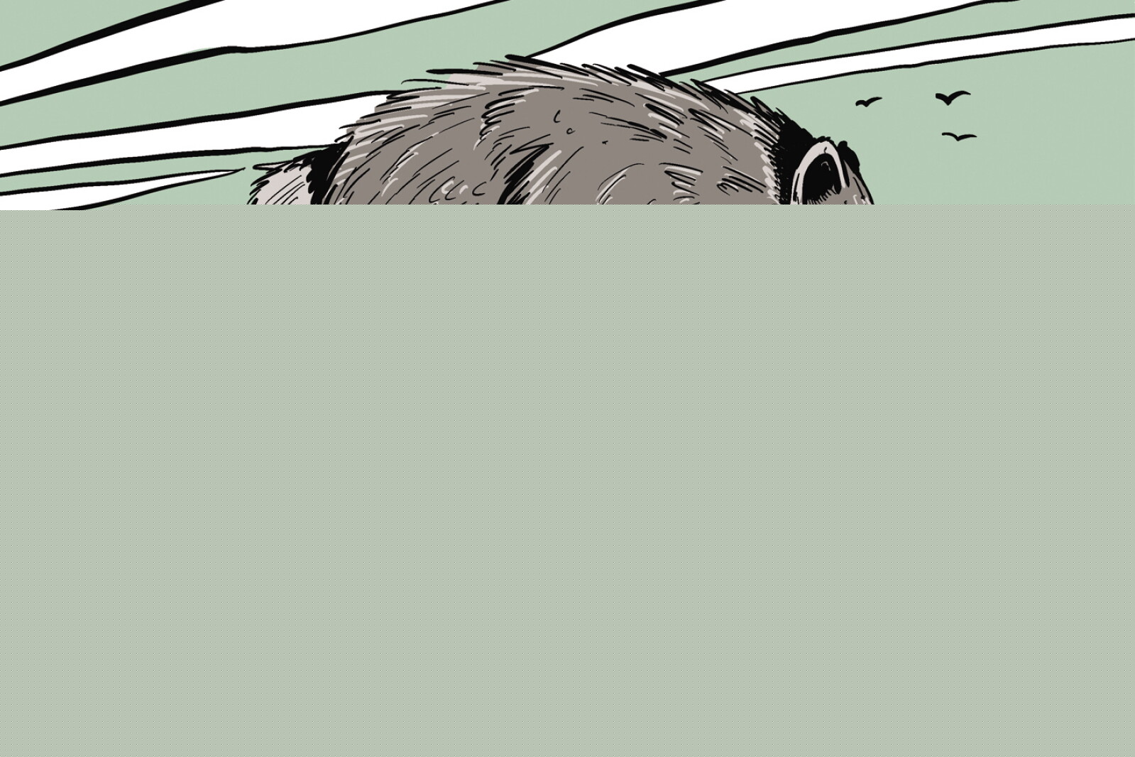 Who is Jimothy, the viral raccoon?