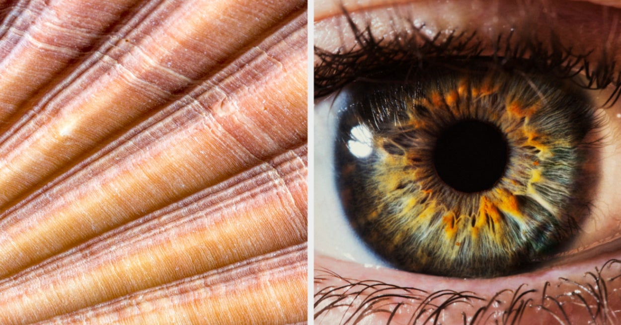 If You Get 51/57 On These Quizzes, Your Eyes Can Only See Attention To Detail