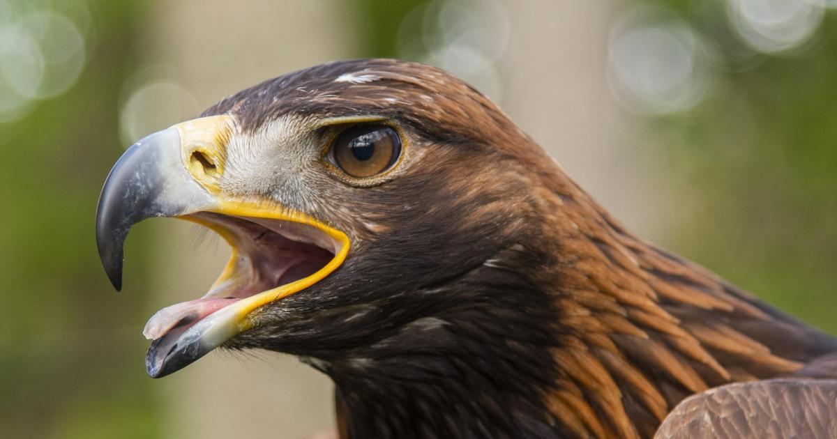 Major search launched for golden eagles missing in south of Scotland