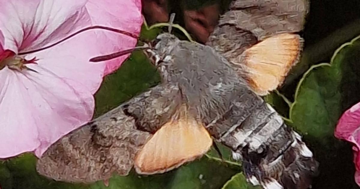 Striking photos show giant hawk-moth spotted in county