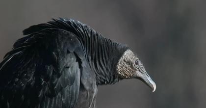 Vultures: The World's Least Appreciated Public Health Workers