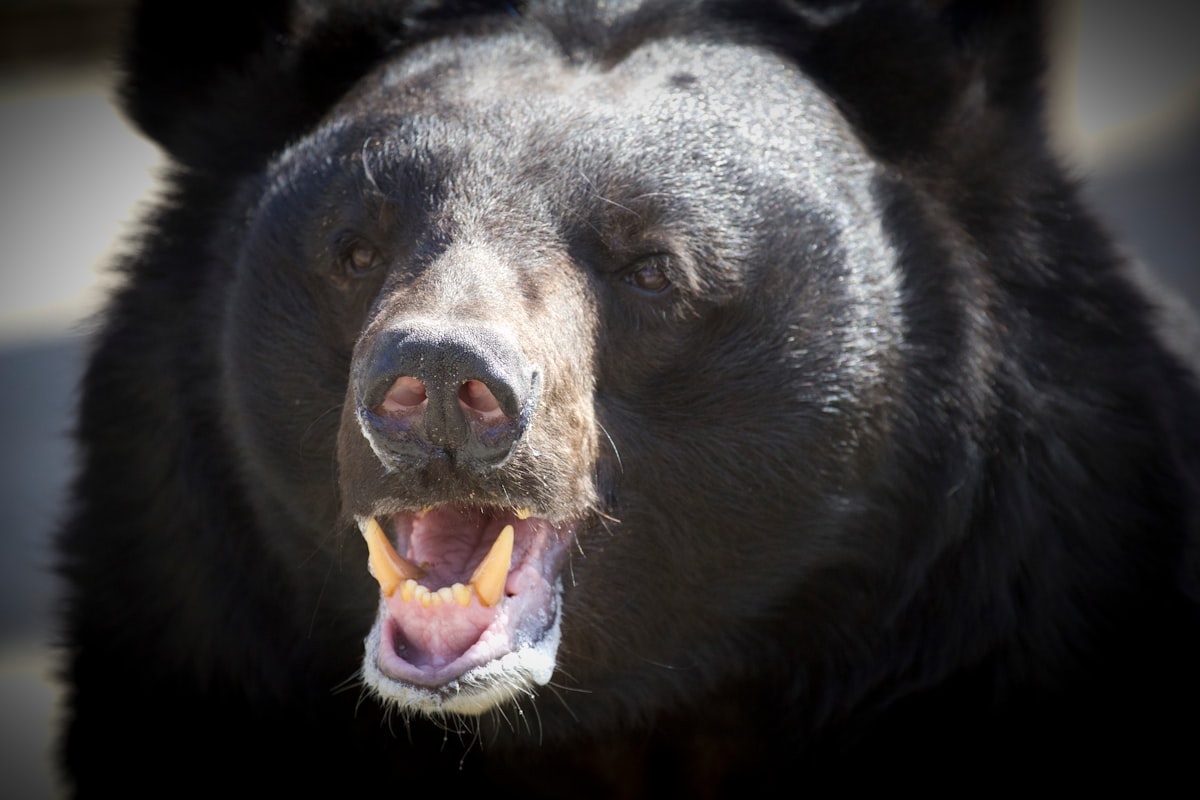 Hyperphagia is Driving Hudson Valley Bears Crazy; What is it?