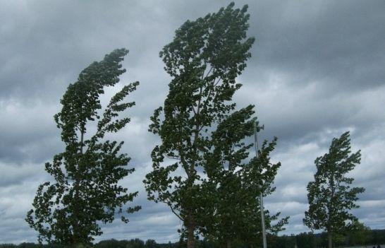 Toscana: allerta vento per domenica 5 ottobre. Le aree interessate