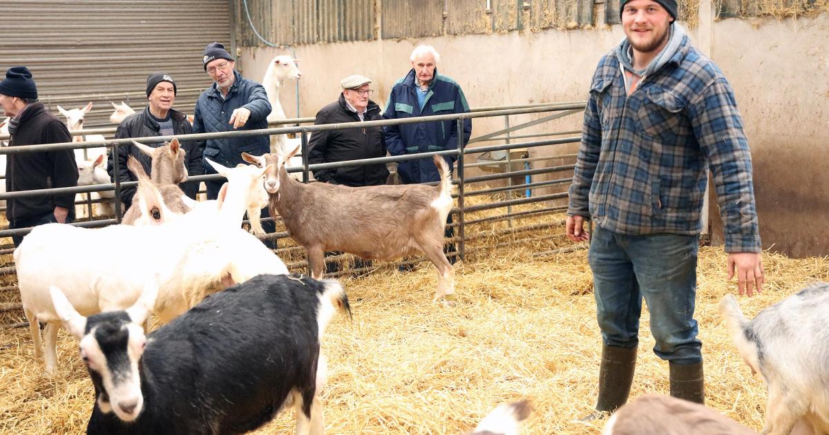 No time for kidding around as farmers visit goat enterprise