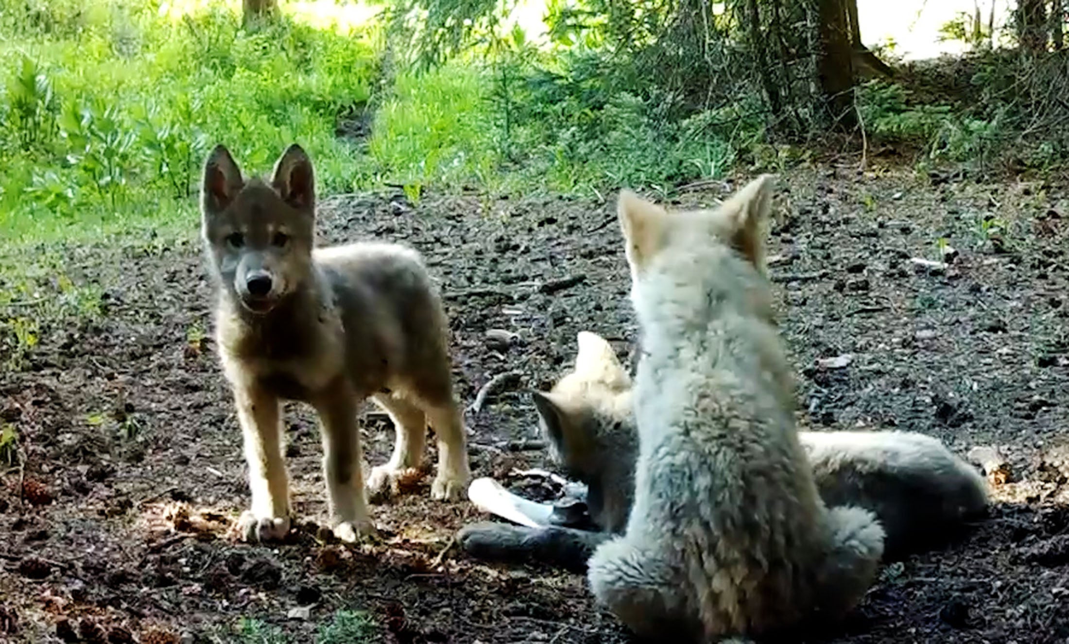 Birth of New Pups Illustrates the Success of Colorado Wolf Reintroduction