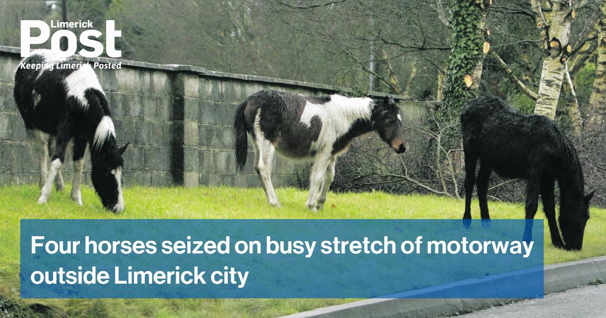 Four horses seized on busy stretch of motorway outside Limerick city