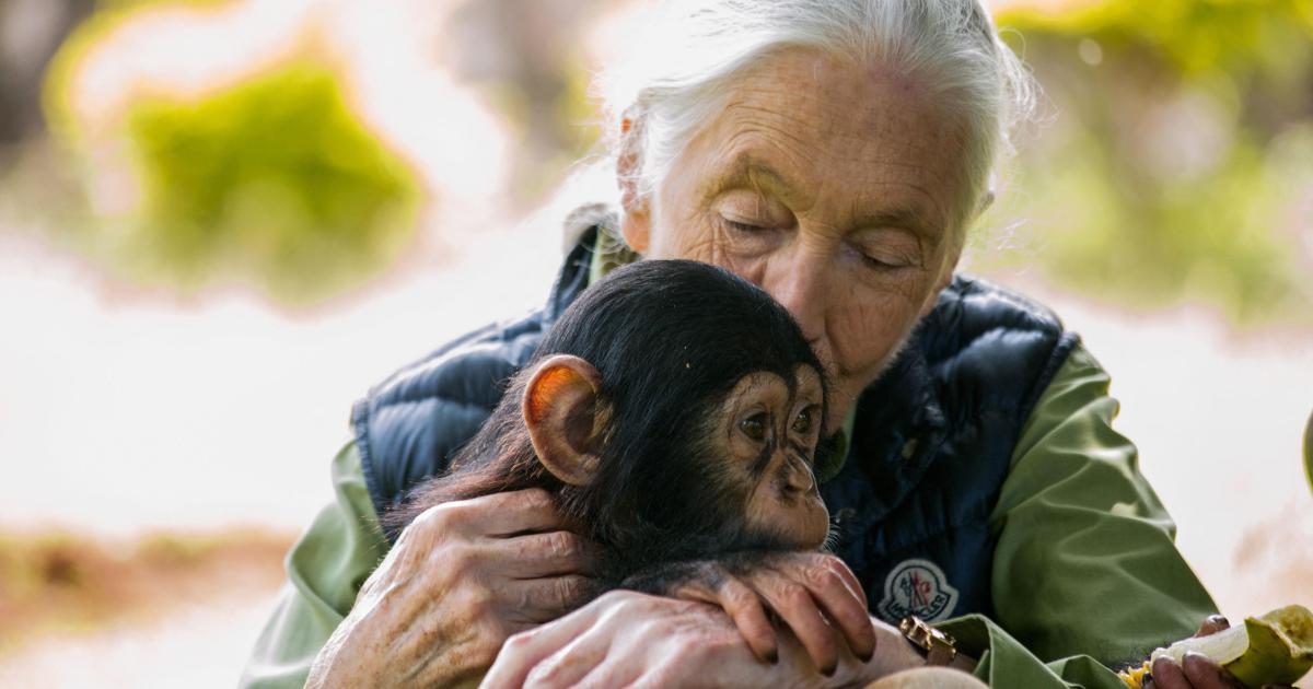 World-renowned chimpanzee expert Jane Goodall dies at 91