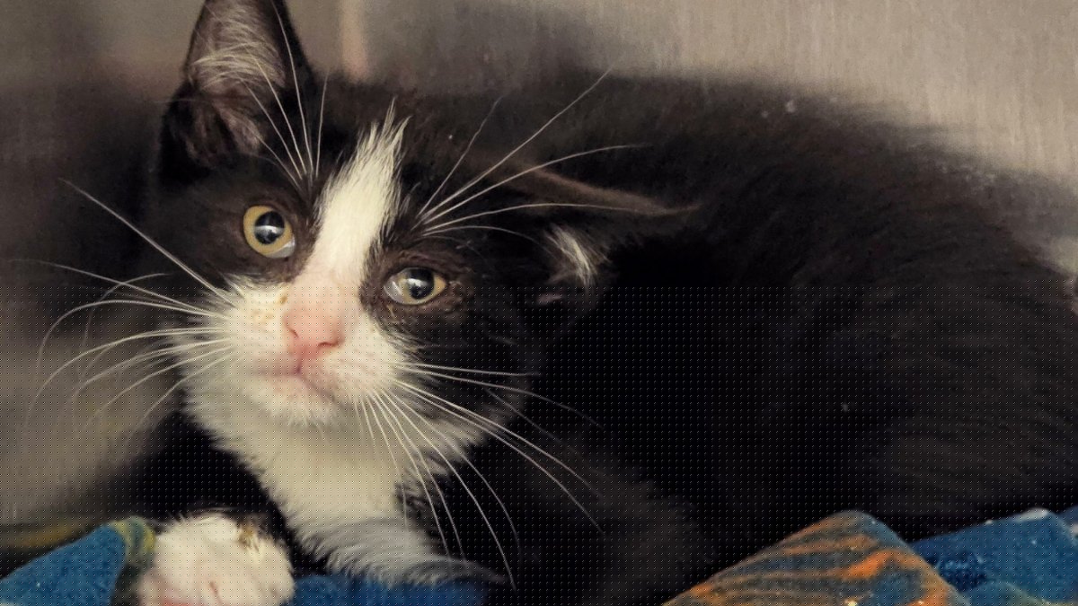 Driver throws kittens out of moving vehicle on Long Island highway, killing one