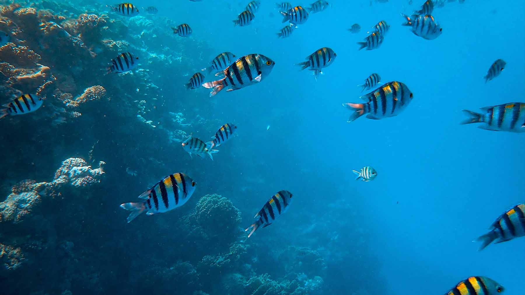El agua del planeta está perdiendo el oxígeno que mantiene vivos a millones de animales, y los científicos descubren que el problema ya está conectado con casi todas las demás crisis ambientales