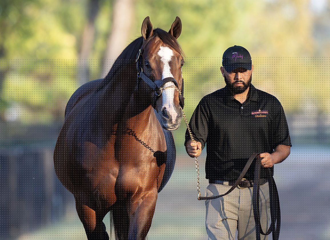Flying Dutchmen Adds Another Into Mischief Colt for $2.8M