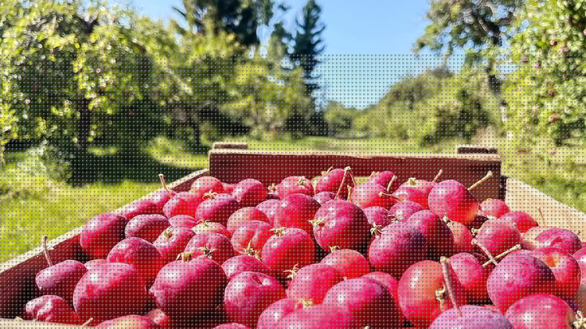 70$ pour trois sacs de pommes: trop cher?