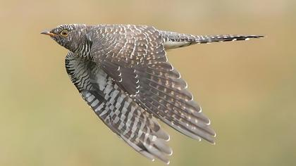 Rare Bird Seen Over UK Shores, Surprise Appearance of a Scarce Species