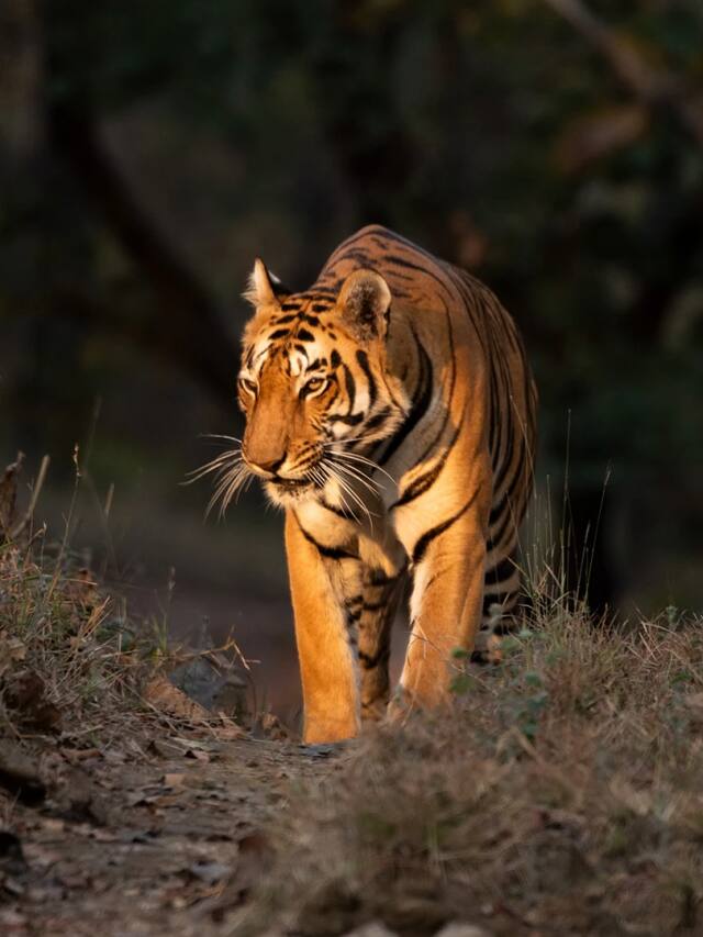 Have You Visited All The 9 Tiger Reserves In Madhya Pradesh?