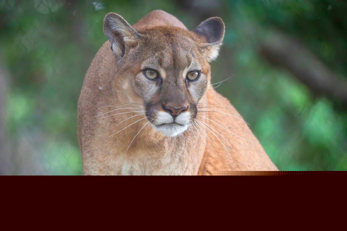 A Trail in Glen Haven is Notorious for Mountain Lions