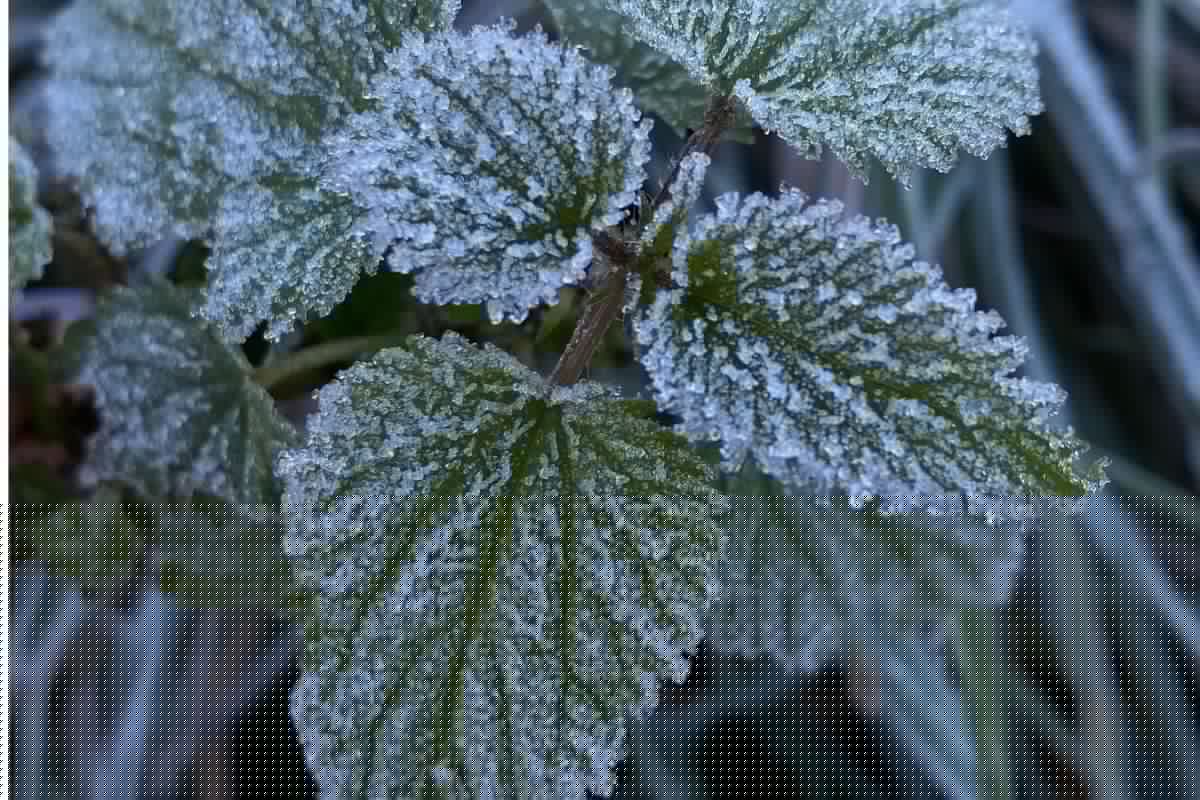 WEATHER: Morning frost expected in multiple provinces