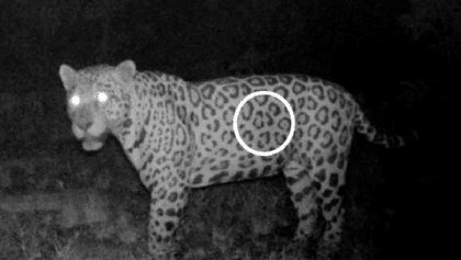Intrepid Jaguar Swims Over 1 Kilometer, Smashing Previous Distance Record By More Than 6 Times