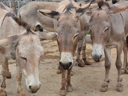 Donkey owners demand gov't action after illegal trade exposed