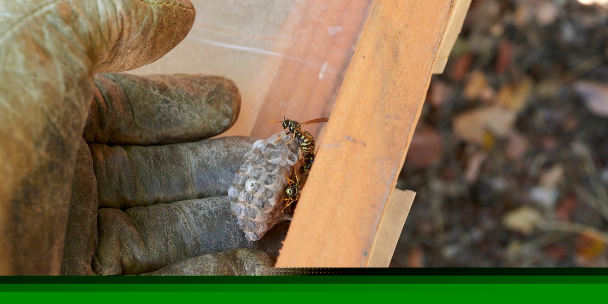 Pest Experts Reveal How to Keep Wasps Away for Good