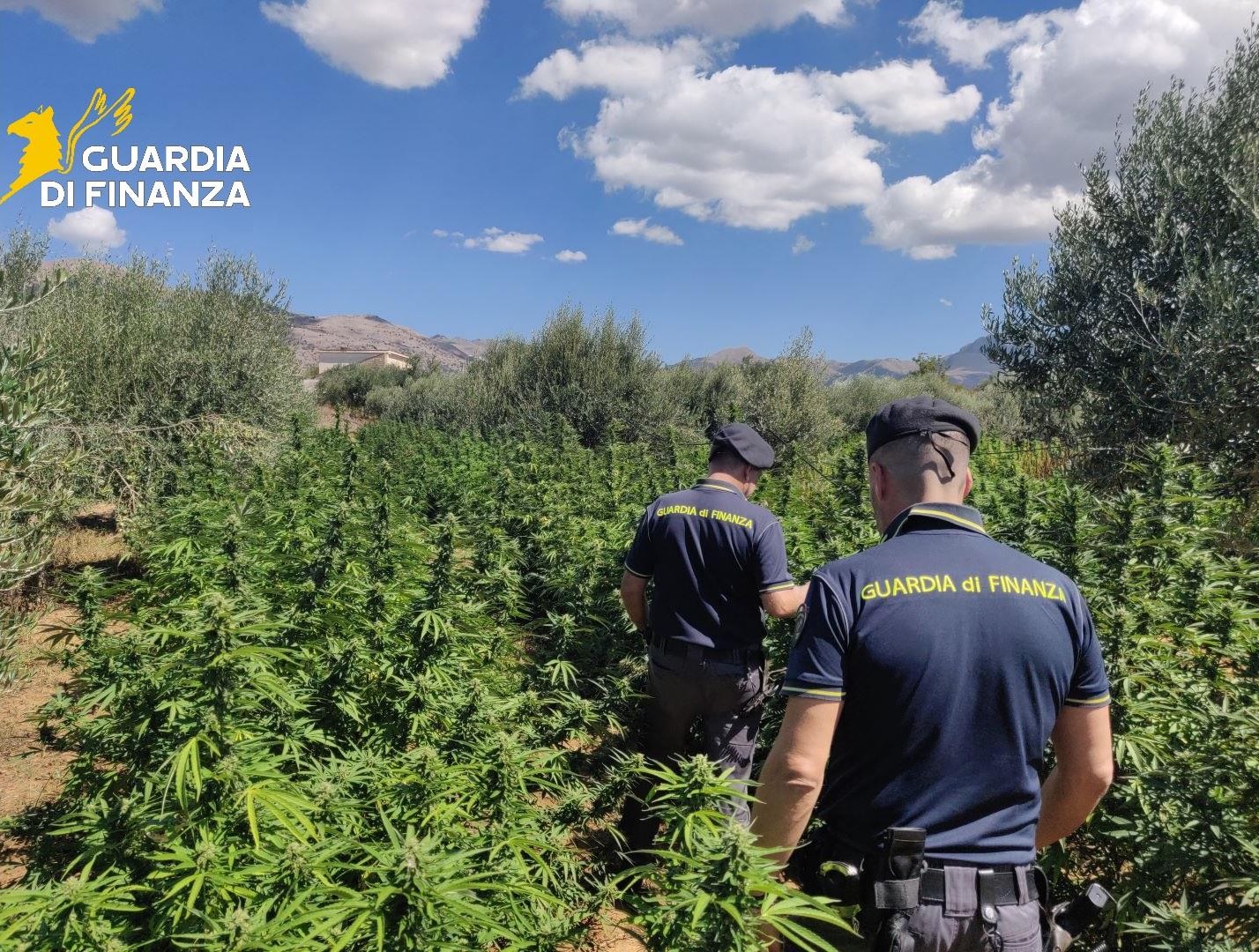 Scoperta a Partinico un'enorme piantagione di marijuana: droga per 3 milioni di euro