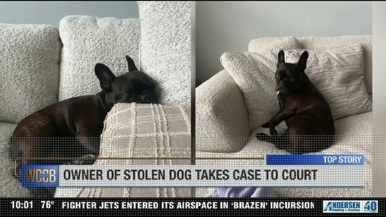 Owner of stolen French Bulldog takes parents of thieves to civil court