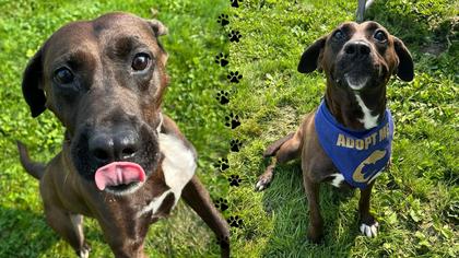 Meet Rosco: A Dog Dreaming of His Forever Home in Dubuque