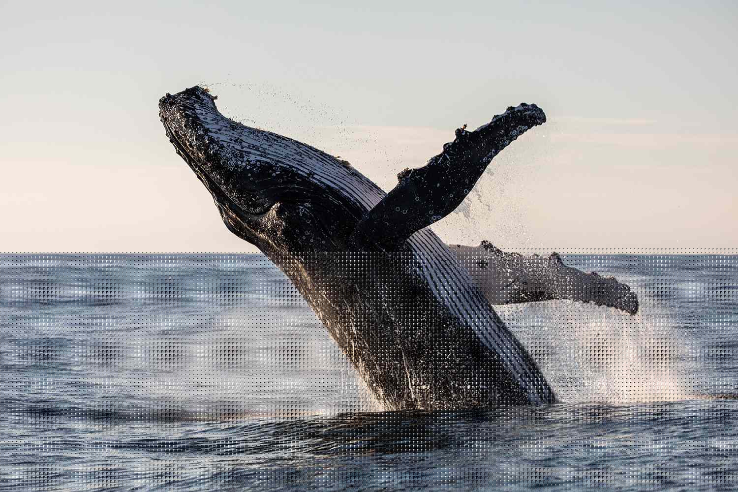Kayaking Trip Takes a Wild Turn When a Humpback Whale Surfaces Just Feet Away