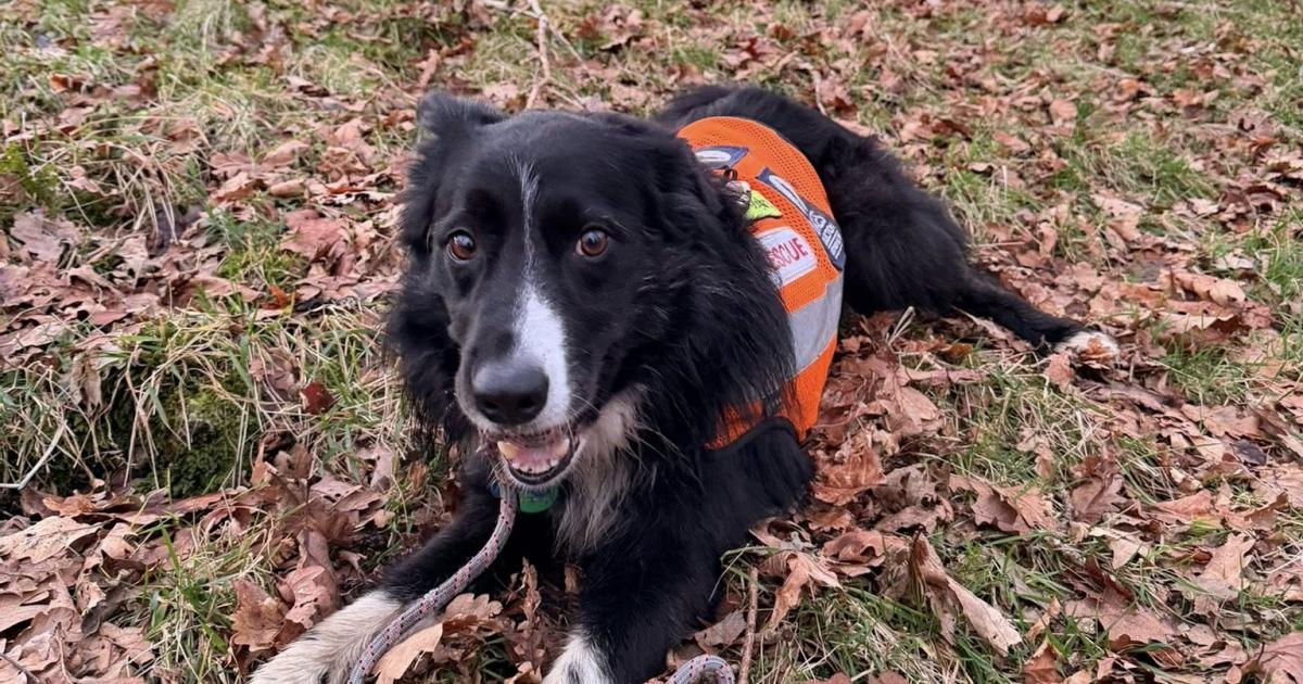 Lake District search dogs help mountain rescue teams find missing 13 year-old girl