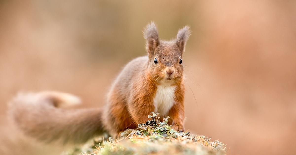 Red squirrel project secures nearly £2m to expand conservation across Scotland