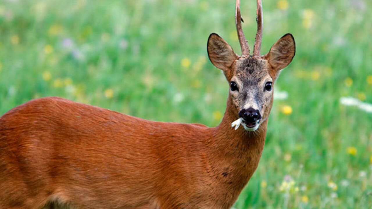 Codevilla, capriolo carica la veterinaria che lo sta curando: donna grave in ospedale