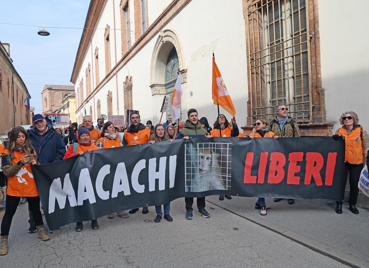 Macachi di Unife, la Cassazione ‘Bocciato’ il ricorso sul sequestro. I primati rimangono in Spagna