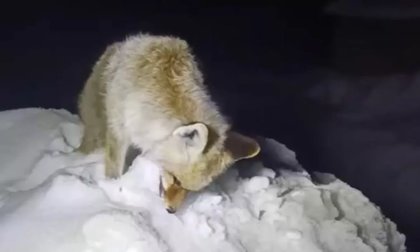 Fox Found Frozen Standing Upright in Yüksekova, Türkiye