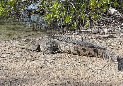 ACES Relocates Crocodiles, Urges Public Awareness Amid Sightings
