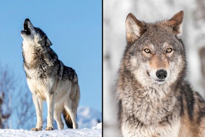 Wolves, Ranchers, Politics: Why Colorado Hit Pause