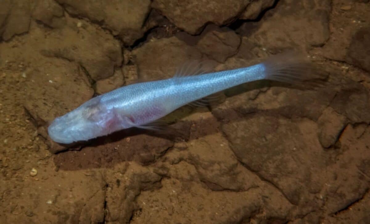The Eyeless Cavefish Found Beneath a Chemical Weapons Facility Is Unlike Any Known Species