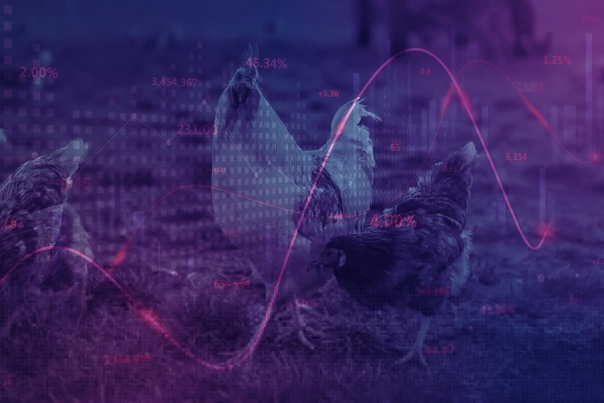 Weekly protein report: Poultry gains ground as protein markets shift