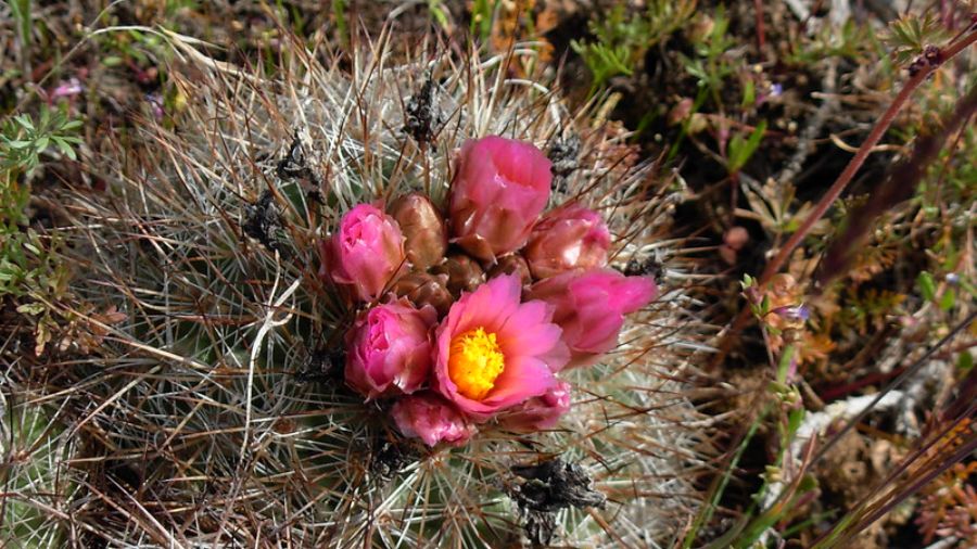Students inspire WA state cactus bill as lawmakers again push Evergreen State nickname