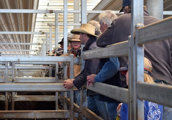 Saleyards have busy start to the year as prices dip slightly