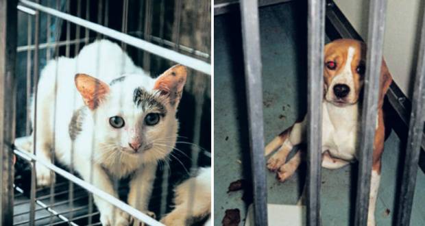 Expérimentation animale : MSAW – Clinglobal : des chiens et chats livrés aux labos entre 2019 et 2020