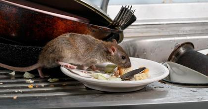 This 5p hack could be the answer to stopping rats from entering your home