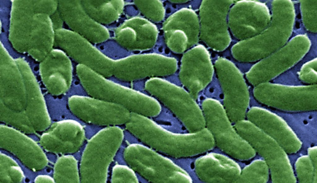 Louisiana health officials report surge of infections from flesh-eating bacteria