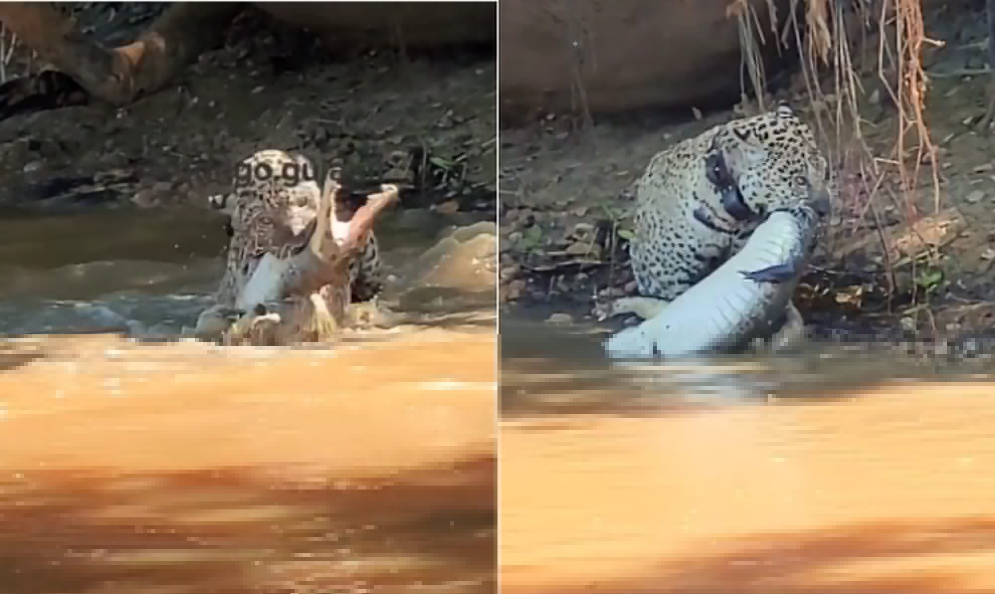 Onça-pintada que sobreviveu às queimadas no Pantanal é flagrada caçando jacaré seis anos após resgate; vídeo