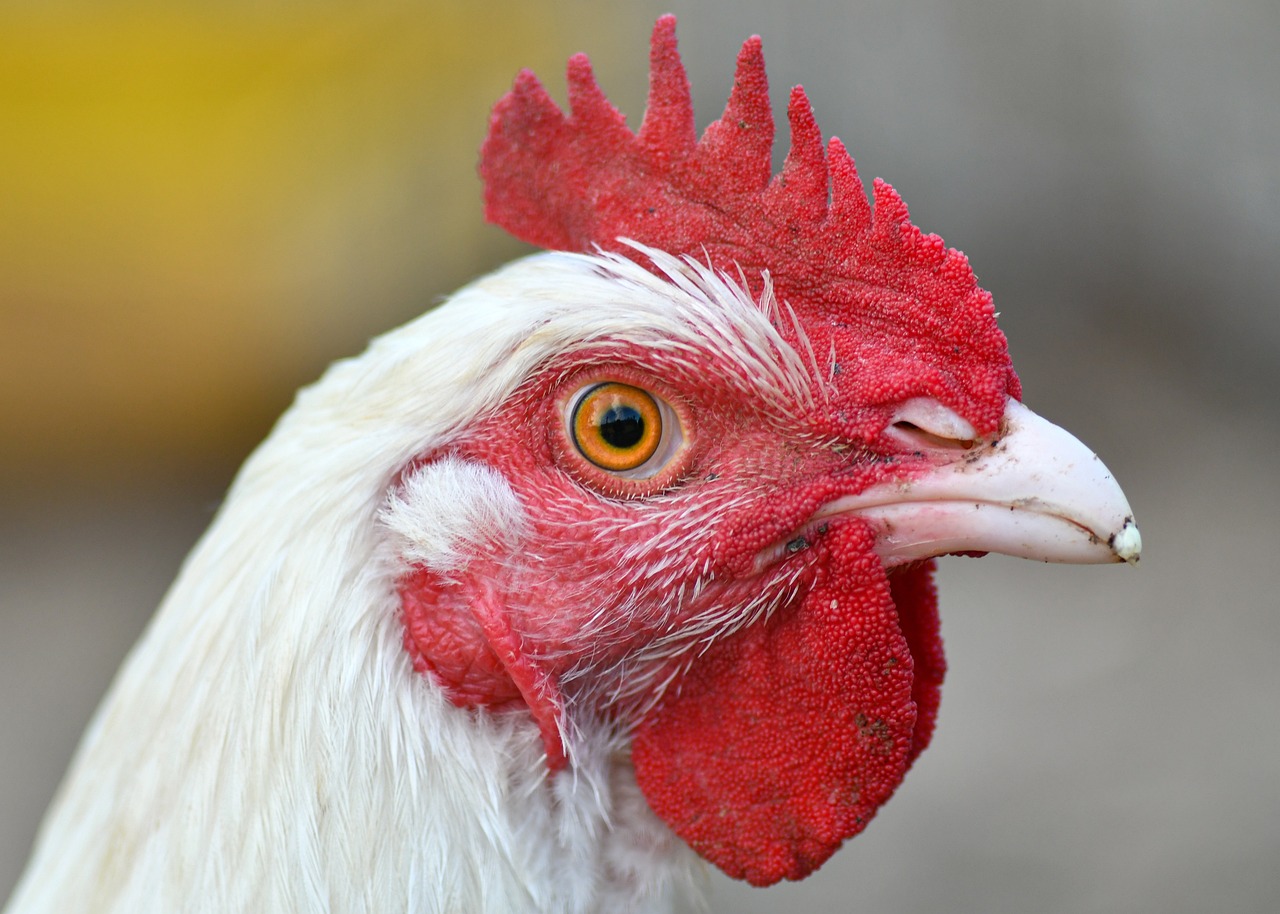 Reject Proposal That Would Confine and Kill Millions of Birds