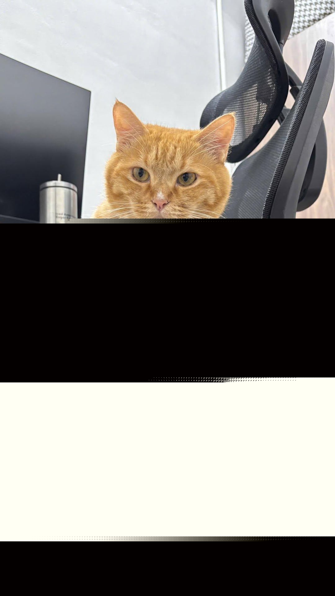 Cats - Chilling at his desk