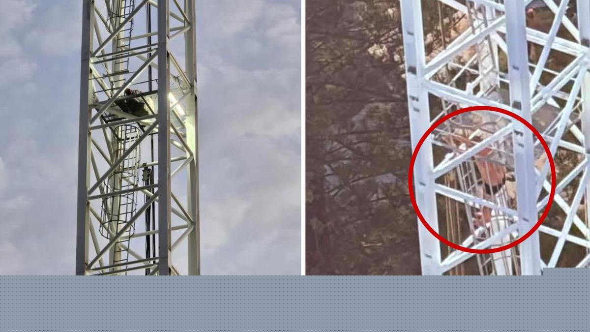Wild scenes as man in underwear scales crane at Burleigh Heads