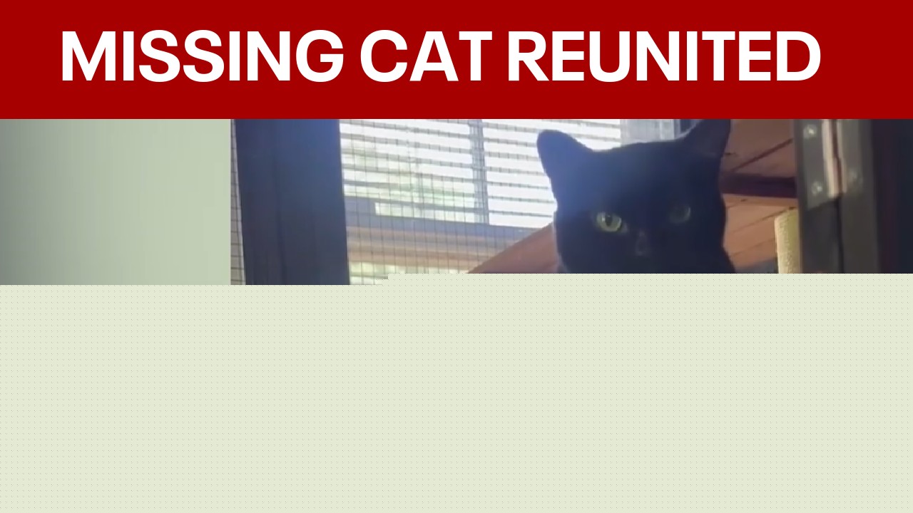 Florida ‘dogfather’ finds Georgia woman’s missing cat after missing 2 years