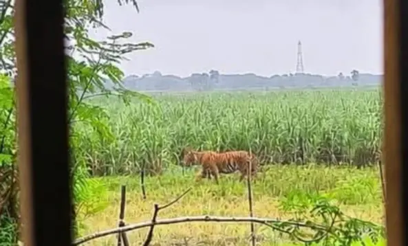 Fake Pugmarks, Real Panic: Odisha Man Detained Over AI Hoax On Prowling Tiger