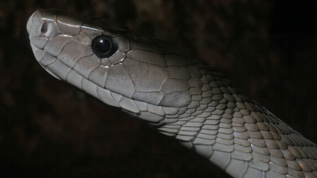 Mamba in the bedroom, cobra in the bed [Scary]
